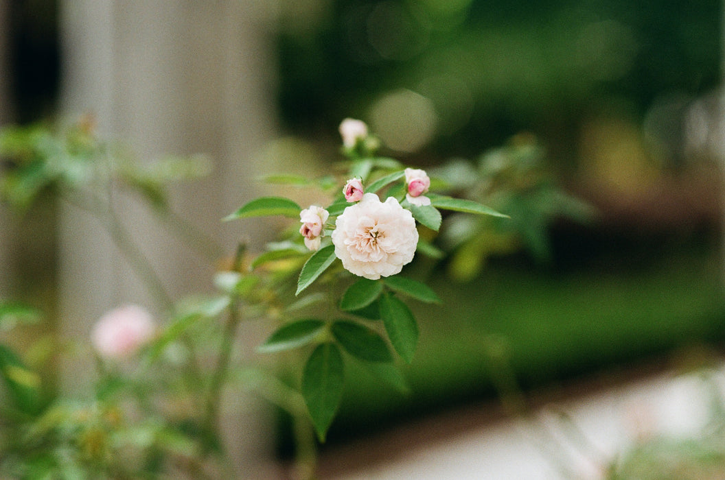 Kodak Color Plus 200 (135-36)